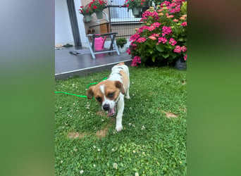 Karla - kleine Prinzessin sucht Körbchen