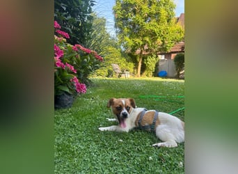 Karla - kleine Prinzessin sucht Körbchen