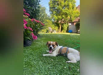 Karla - kleine Prinzessin sucht Körbchen