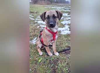  Zauberhafte Welpin Gigi sukcht ihr Für-immer-Zuhause