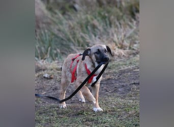  Zauberhafte Welpin Gigi sukcht ihr Für-immer-Zuhause