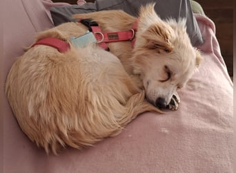Suche für meine kleine Vicky schweren Herzens ein neues Zuhause