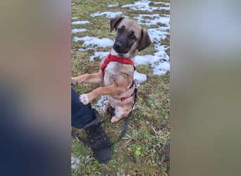  Zauberhafte Welpin Gigi sukcht ihr Für-immer-Zuhause