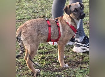  Zauberhafte Welpin Gigi sukcht ihr Für-immer-Zuhause