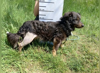 Hübscher kleiner Cocker ähnl. Hundeprinz, ca. 2 J., 35 cm, kastriert