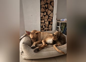 Kleinbleibendes Hundekind, 4Mon., kinderlieb, rundum lieb