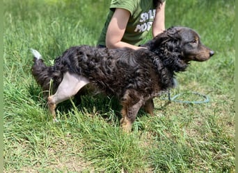 Hübscher kleiner Cocker ähnl. Hundeprinz, ca. 2 J., 35 cm, kastriert