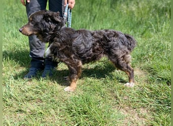 Hübscher kleiner Cocker ähnl. Hundeprinz, ca. 2 J., 35 cm, kastriert