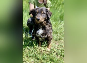 Hübscher kleiner Cocker ähnl. Hundeprinz, ca. 2 J., 35 cm, kastriert