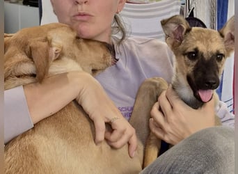Kleinbleibendes Hundekind, 4Mon., kinderlieb, rundum lieb