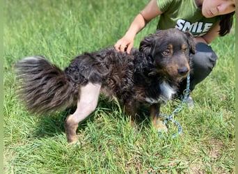 Hübscher kleiner Cocker ähnl. Hundeprinz, ca. 2 J., 35 cm, kastriert