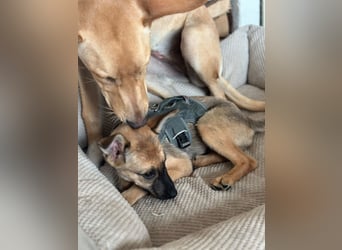 Kleinbleibendes Hundekind, 4Mon., kinderlieb, rundum lieb