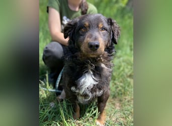 Hübscher kleiner Cocker ähnl. Hundeprinz, ca. 2 J., 35 cm, kastriert