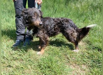 Hübscher kleiner Cocker ähnl. Hundeprinz, ca. 2 J., 35 cm, kastriert