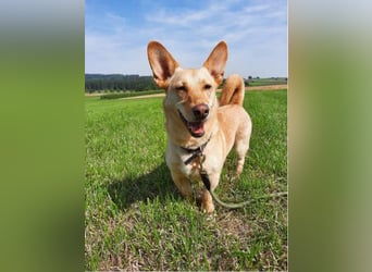 ALAN - Energiegeladener Wirbelwind mit Köpfchen und Charakter