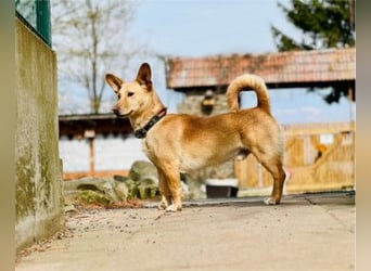 ALAN - Energiegeladener Wirbelwind mit Köpfchen und Charakter