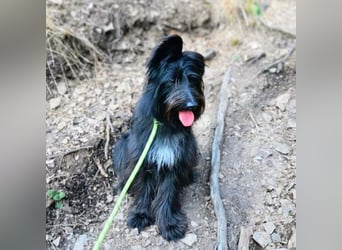 Ballou - ist kinderlieb