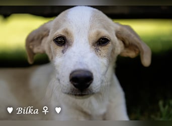 Update: Mischlingswelpen Bado und Bilko   suchen ein Zuhause