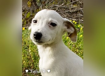 Sechs kleinbleibende Welpen  suchen ein Zuhause