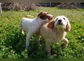 Wonder, Willie, Wilma und Summer suchen ein Zuhause