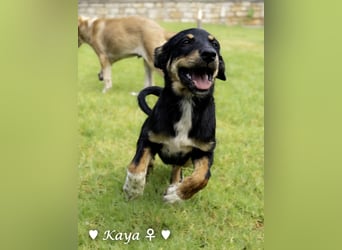 Kaya und Kastor suchen ab sofort ein Zuhause