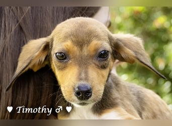 Sechs kleinbleibende Welpen  suchen ein Zuhause