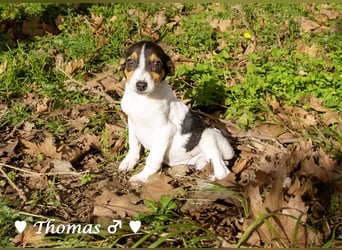 Update: vier Winzlinge  suchen ein Zuhause