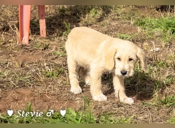 Wella, Wonder, Stevie und Summer suchen ein Zuhause