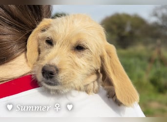 Wella, Wonder, Stevie und Summer suchen ein Zuhause