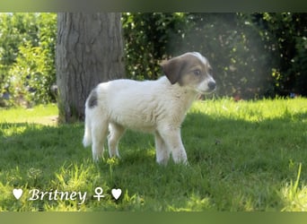 Britney und Brownie suchen ab August ein Zuhause