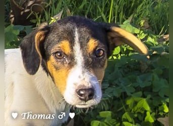 Thomas sucht ein Zuhause