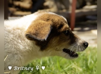 Britney und Brownie suchen ab August ein Zuhause