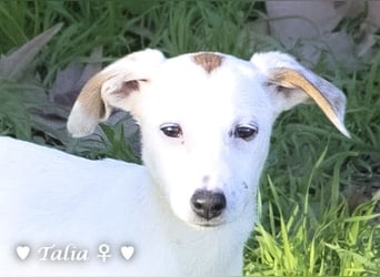 Update neue Bilder: Sechs Winzlinge  suchen ein Zuhause