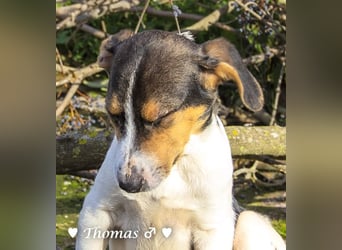 Thomas sucht ein Zuhause