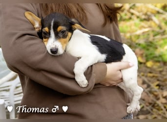 Sechs kleinbleibende Welpen  suchen ein Zuhause