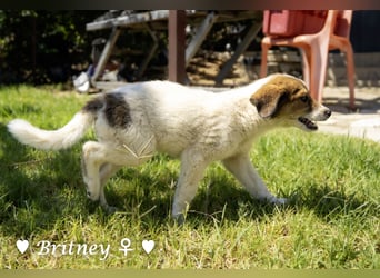 Britney und Brownie suchen ab August ein Zuhause