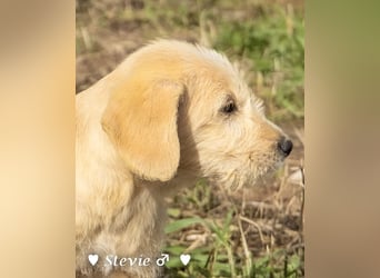 Wella, Wonder, Stevie und Summer suchen ein Zuhause