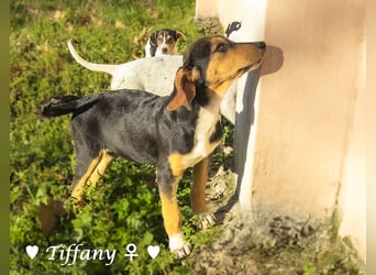 Update neue Bilder: Sechs Winzlinge  suchen ein Zuhause