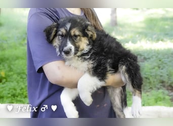 Felicita, Felix, Flori, Fanny, Frida und Fine suchen ab Ende Dezember ein Zuhause