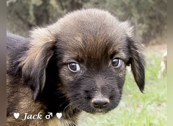 Jack, John und Jim suchen ab Januar ein Zuhause Jack, John und Jim suchen ab Januar ein Zuhause