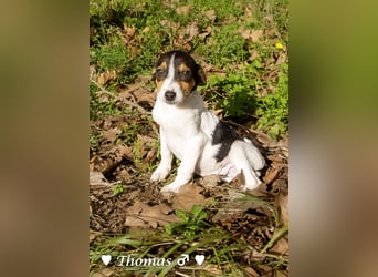 Sechs kleinbleibende Welpen  suchen ein Zuhause