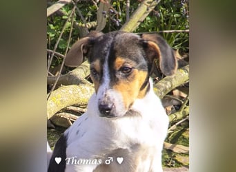 Thomas sucht ein Zuhause