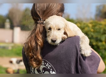 Wonder, Willie, Wilma und Summer suchen ein Zuhause