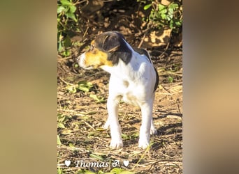 Update neue Bilder: Sechs Winzlinge  suchen ein Zuhause