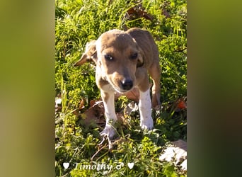 Update neue Bilder: Sechs Winzlinge  suchen ein Zuhause