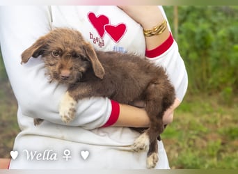 Wella, Wonder, Stevie und Summer suchen ein Zuhause