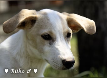 Update: Mischlingswelpen Bado,  Bilko und Bambi  suchen ein Zuhause