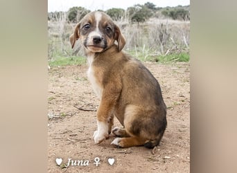 Juna, Julie, Joanna, Jill und Jane suchen ab Januar ein Zuhause Juna, Julie, Joanna, Jill und Jane suchen ab Januar ein Zuhause