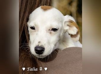 Sechs kleinbleibende Welpen  suchen ein Zuhause