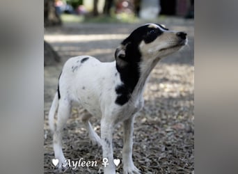 Ayleen sucht ein Zuhause